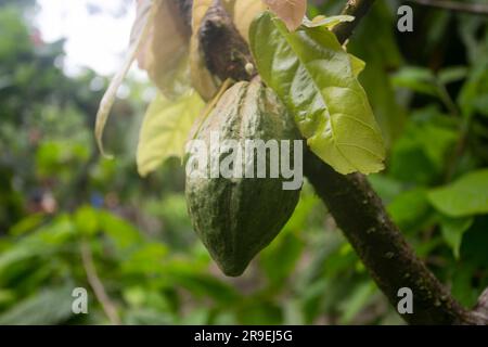 Details der Kakaoschoten in einer Bio-Kakaoplantage im peruanischen Dschungel in der Region San Martín, in der Nähe der Stadt Tarapoto. Stockfoto