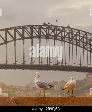 Porträt einer Möwe im Hafen von Sydney mit Kreuzfahrtschiff, das tagsüber im März 2015 fotografiert wurde Stockfoto