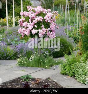 Standard Rose Ballerina in voller Blüte im Sommer in einem elisabethanischen ummauerten Garten. Stockfoto