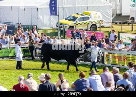 Rinder in einem Showring bei der Royal Highland Show, Schottland Stockfoto