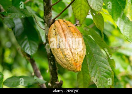 Details der Kakaoschoten in einer Bio-Kakaoplantage im peruanischen Dschungel in der Region San Martín, in der Nähe der Stadt Tarapoto. Stockfoto