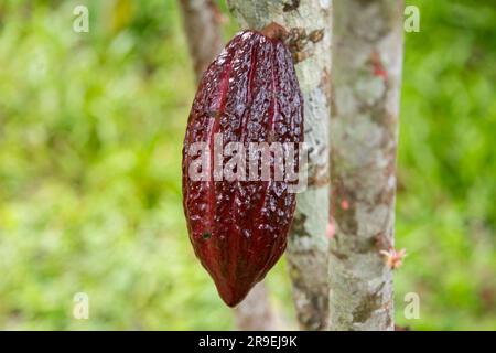 Details der Kakaoschoten in einer Bio-Kakaoplantage im peruanischen Dschungel in der Region San Martín, in der Nähe der Stadt Tarapoto. Stockfoto