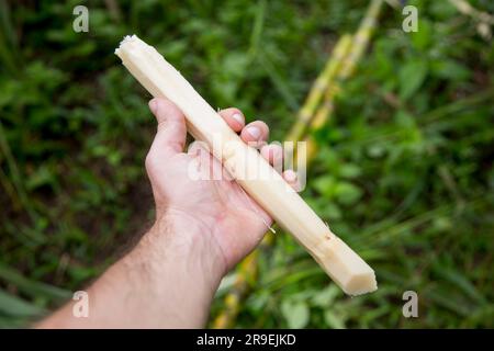 Biologisches Zuckerrohr im Dschungel des peruanischen Amazonas in der Nähe der Stadt Tarapoto. Stockfoto