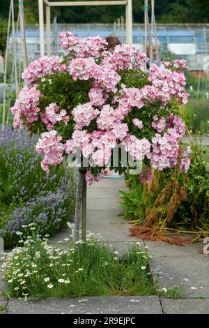 Standard Rose Ballerina in voller Blüte im Sommer in einem elisabethanischen ummauerten Garten. Stockfoto