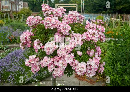 Standard Rose Ballerina in voller Blüte im Sommer in einem elisabethanischen ummauerten Garten. Stockfoto