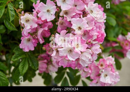 Standard Rose Ballerina in voller Blüte im Sommer in einem elisabethanischen ummauerten Garten. Stockfoto