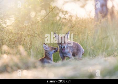 Zwei süße Fuchsjungen posieren im Feld im Sonnenlicht. Horizontal. Stockfoto