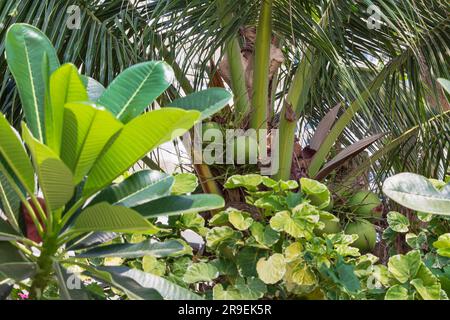 Blick auf Palmenblätter, tropische Vegetation im Hintergrund. Selektiver Fokus. Natürlicher grüner Hintergrund in Thailand. Junge Kokosnussfrüchte wachsen auf Kokosnussbaum in Stockfoto