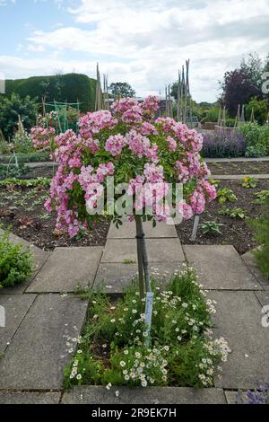 Standard Rose Ballerina in voller Blüte im Sommer in einem elisabethanischen ummauerten Garten. Stockfoto