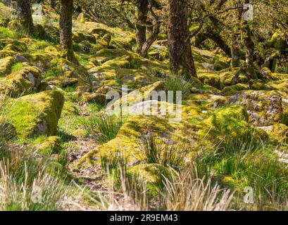 Bäume in Berggebieten mit Eichenholz, moosbedeckten Granitfelsen, Wistman's Wood, Dartmoor, South Devon, England, UK Stockfoto