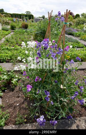 Süße Erbsen (Lathyrus odoratus) in voller Blüte im Sommer in einem elisabethanischen ummauerten Garten. Stockfoto