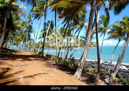 Südamerika, Guyana, Kourou, der Küstenweg auf der königlichen Insel, umgeben von Kokosnussbäumen mit Blick auf den atlantischen Ozean und die Teufelsinsel. Stockfoto