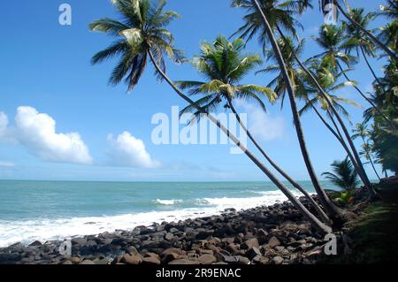 Südamerika, Guyana, Kourou, Salutationsinseln, die Kokosnussbäume der Insel Saint Joseph im atlantischen Ozean, ein wunderschönes exotisches Dekor. Stockfoto