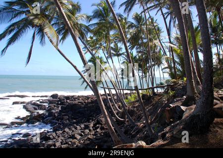 Südamerika, Guyana, Kourou, Salutationsinseln, die Kokosnussbäume der Insel Saint Joseph im atlantik, ein wunderschönes exotisches Dekor. Stockfoto