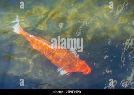 Nahaufnahme des abstrakten Wasserhintergrunds mit unscharfen schwimmenden Fischen. In Las Vegas. USA. Stockfoto