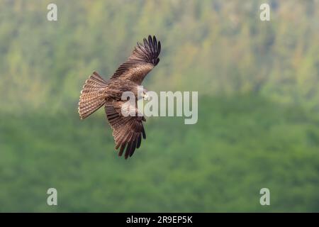 Europäischer schwarzer Drachen, Milvus m. migrans, fliegend mit gespreizten Flügeln nach Beute, Blick von oben, ein Greifvogel in der Familie Accipitridae Stockfoto