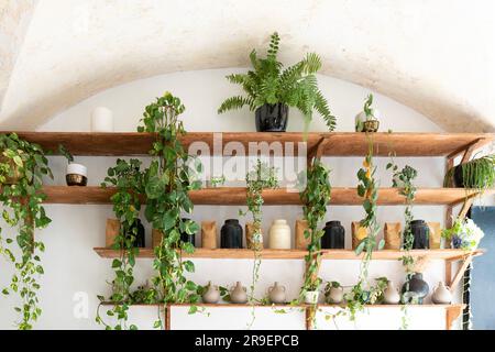 Elegante Wand mit Zimmerpflanzen, Keramikbehältern und Kaffeebeuteln auf Holzregalen Stockfoto