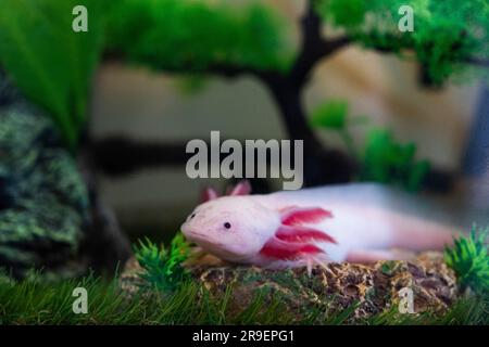 Axolotl Ambystoma mexicanum auf dem Gras im Aquarium spazieren. Amphibien oder Salamander in einem Aquarium Stockfoto