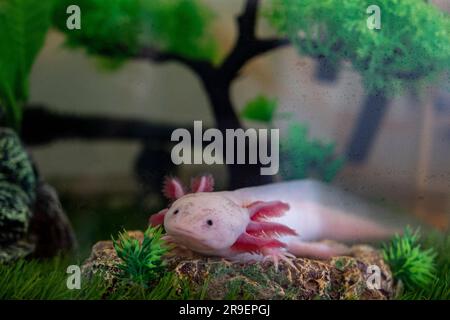 Axolotl Ambystoma mexicanum auf dem Gras im Aquarium spazieren. Amphibien oder Salamander in einem Aquarium Stockfoto