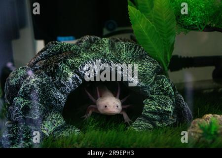 Axolotl Ambystoma mexicanum auf dem Gras im Aquarium spazieren. Amphibien oder Salamander in einem Aquarium Stockfoto