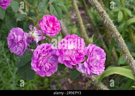 Doppelte lila Sommerblumen aus Moos, Rosa William Lobb, im britischen Garten Juni Stockfoto