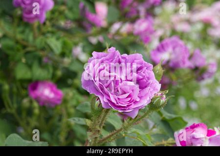 Doppelte lila Sommerblumen aus Moos, Rosa William Lobb, im britischen Garten Juni Stockfoto