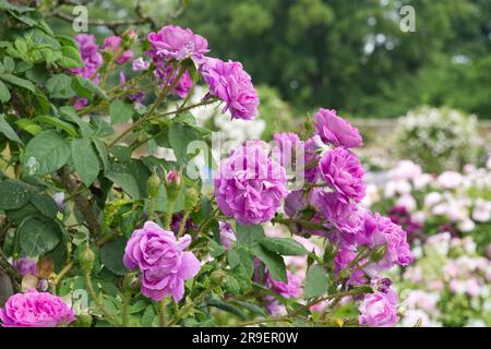 Doppelte lila Sommerblumen aus Moos, Rosa William Lobb, im britischen Garten Juni Stockfoto