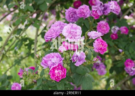 Doppelte lila Sommerblumen aus Moos, Rosa William Lobb, im britischen Garten Juni Stockfoto