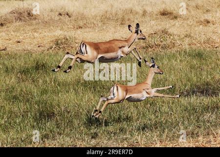 Impala, aepyceros melampus, Female entlang des Flusses Khwai, Moremi Reserve, Okavango Reserve, Okavango Delta in Botswana Stockfoto