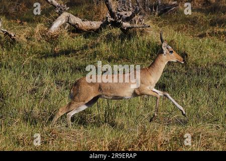 Reedbuck, Redunca Arundinum, Male Running, Moremi Reserve, Okavango Delta in Botswana Stockfoto