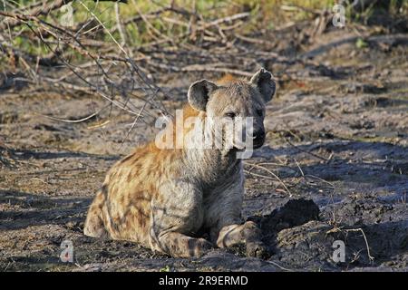 Gefleckte Hyena, Crocuta crocuta, Erwachsener legt, Moremi Reserve, Okavango Delta in Botswana Stockfoto