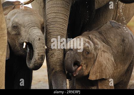 Afrikanischer Elefant, loxodonta africana, Kalbswasser und Trumpf für Erwachsene, in der Nähe des Flusses Chobe, Botsuana Stockfoto