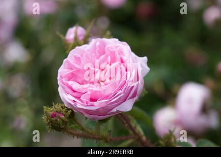 Doppelte rosa Sommerblumen aus gemeinem Moos, Rosa Muscosa im britischen Garten Juni Stockfoto