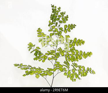 Adiantum capillus-veneris, schwarzer Maidenhair Fern auf weißem Hintergrund Stockfoto