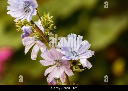 Blüten von Chicorée (Cichorium intybus) auf weißem Hintergrund Stockfoto