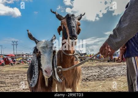 Srinagar, Indien. 26. Juni 2023. Ein Mann hält seine Opferziegen auf einem Viehmarkt vor dem muslimischen Festival Eid al-Adha in Srinagar. Moslems auf der ganzen Welt bereiten sich darauf vor, das jährliche Festival von Eid al-Adha oder das Opferfest zu feiern, das das Ende der Hajj-Pilgerfahrt nach Mekka und zur Erinnerung an Prophet Ibrahams Bereitschaft markiert, seinen Sohn zu opfern, um Gehorsam gegenüber Gott zu zeigen. Kredit: SOPA Images Limited/Alamy Live News Stockfoto