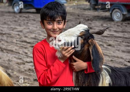 Srinagar, Indien. 26. Juni 2023. Ein Junge posiert mit seiner Opferziege auf einem Viehmarkt vor dem muslimischen Festival Eid al-Adha in Srinagar. Moslems auf der ganzen Welt bereiten sich darauf vor, das jährliche Festival von Eid al-Adha oder das Opferfest zu feiern, das das Ende der Hajj-Pilgerfahrt nach Mekka und zur Erinnerung an Prophet Ibrahams Bereitschaft markiert, seinen Sohn zu opfern, um Gehorsam gegenüber Gott zu zeigen. Kredit: SOPA Images Limited/Alamy Live News Stockfoto