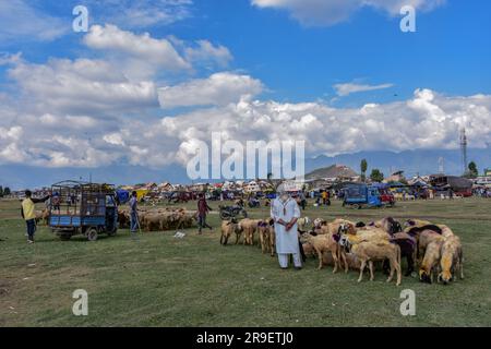 Srinagar, Indien. 26. Juni 2023. Kashmiri Viehhändler warten auf Kunden auf einem Viehmarkt vor dem muslimischen Festival Eid al-Adha in Srinagar. Moslems auf der ganzen Welt bereiten sich darauf vor, das jährliche Festival von Eid al-Adha oder das Opferfest zu feiern, das das Ende der Hajj-Pilgerfahrt nach Mekka und zur Erinnerung an Prophet Ibrahams Bereitschaft markiert, seinen Sohn zu opfern, um Gehorsam gegenüber Gott zu zeigen. Kredit: SOPA Images Limited/Alamy Live News Stockfoto