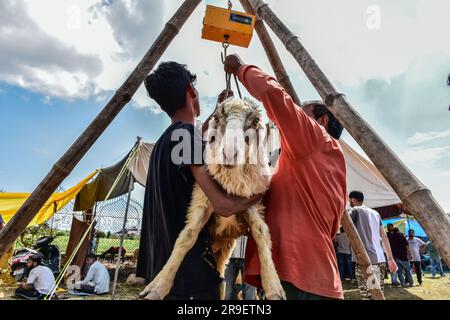 Srinagar, Indien. 26. Juni 2023. Ein Schaf wird auf einem Viehmarkt gewogen, bevor es vor dem muslimischen Festival Eid al-Adha in Srinagar verkauft wird. Moslems auf der ganzen Welt bereiten sich darauf vor, das jährliche Festival von Eid al-Adha oder das Opferfest zu feiern, das das Ende der Hajj-Pilgerfahrt nach Mekka und zur Erinnerung an Prophet Ibrahams Bereitschaft markiert, seinen Sohn zu opfern, um Gehorsam gegenüber Gott zu zeigen. (Foto: Saqib Majeed/SOPA Images/Sipa USA) Guthaben: SIPA USA/Alamy Live News Stockfoto