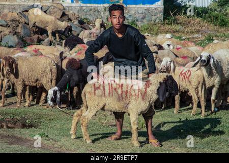 Srinagar, Indien. 26. Juni 2023. Ein Kaschmirjunge posiert mit einem Schaf auf einem Viehmarkt, bevor er vor dem Eid-Al-Adha-Festival in Srinagar verkauft wird. Moslems auf der ganzen Welt feiern Eid al-Adha, das Opferfest, um das Ende der Hajj-Pilgerfahrt zu markieren, indem sie Schafe, Ziegen, Kühe und Kamele schlachten, um Prophet Abrahams Bereitschaft zu gedenken, seinen Sohn zu opfern, um Gehorsam gegenüber Gott zu zeigen. Kredit: SOPA Images Limited/Alamy Live News Stockfoto