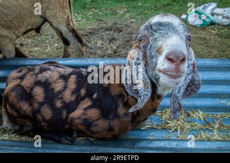 Srinagar, Indien. 25. Juni 2023. Opferziege für einen Verkauf auf einem Viehmarkt, bevor sie vor dem Eid-Al-Adha-Festival in Srinagar verkauft wird. Moslems auf der ganzen Welt feiern Eid al-Adha, das Opferfest, um das Ende der Hajj-Pilgerfahrt zu markieren, indem sie Schafe, Ziegen, Kühe und Kamele schlachten, um Prophet Abrahams Bereitschaft zu gedenken, seinen Sohn zu opfern, um Gehorsam gegenüber Gott zu zeigen. Kredit: SOPA Images Limited/Alamy Live News Stockfoto