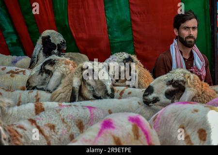 Srinagar, Indien. 26. Juni 2023. Ein Viehhändler wartet auf Kunden auf einem Viehmarkt vor dem muslimischen Festival Eid al-Adha in Srinagar. Moslems auf der ganzen Welt bereiten sich darauf vor, das jährliche Festival von Eid al-Adha oder das Opferfest zu feiern, das das Ende der Hajj-Pilgerfahrt nach Mekka und zur Erinnerung an Prophet Ibrahams Bereitschaft markiert, seinen Sohn zu opfern, um Gehorsam gegenüber Gott zu zeigen. (Foto: Saqib Majeed/SOPA Images/Sipa USA) Guthaben: SIPA USA/Alamy Live News Stockfoto