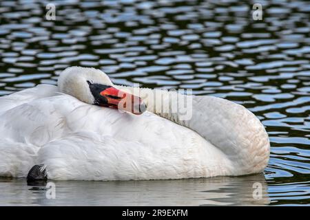 Stummer Schwan (Cygnus olor), der nach dem Zubereiten im Wasser des Sees Flügelfedern mit Kopf und Nacken abflacht Stockfoto