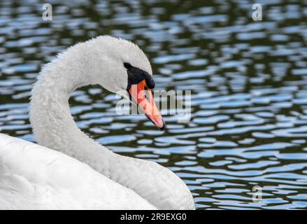 Nahaufnahme eines stummen Schwans (Cygnus olor), der im See schwimmt Stockfoto