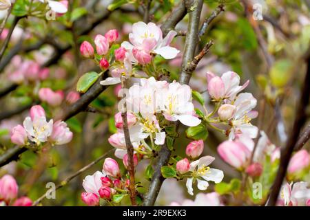 Krabbenapfel (Malus sylvestris), Nahaufnahme mit einem Zweig des gewöhnlichen Baumes bedeckt mit großen weißen Blüten oder Blüten im Frühling. Stockfoto