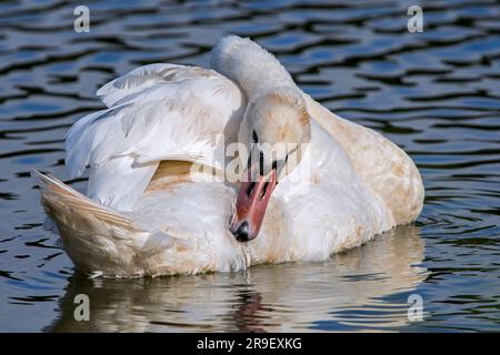 Stummer Schwan (Cygnus olor), der Federn putzt, während er im Wasser des Sees schwimmt Stockfoto