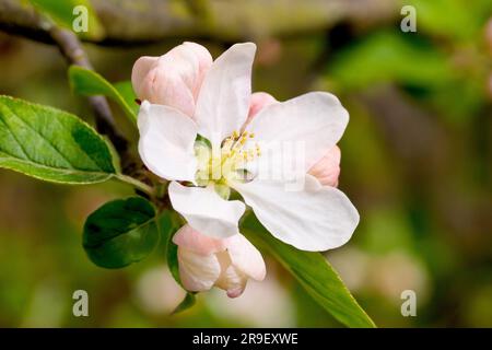 Krabbenapfel (Malus sylvestris), Nahaufnahme einer einzelnen Blume oder Blüte, die im Frühling auf dem gewöhnlichen Baum auftaucht. Stockfoto