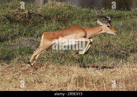 Impala, aepyceros melampus, Male entlang des Khwai River, Moremi Reserve, Okavango Reserve, Okavango Delta in Botswana Stockfoto