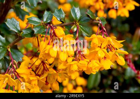 Darwin's Barberry (Berberis darwinii), in der Nähe der gelb-orangefarbenen Blüten des Zierstrauchs, der häufig in Gärten und öffentlichen Parks gepflanzt wird. Stockfoto