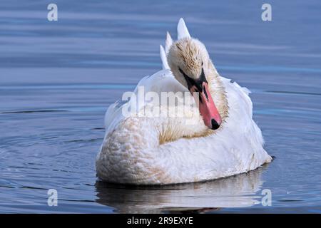 Stummer Schwan (Cygnus olor), der Federn putzt, während er im Wasser des Sees schwimmt Stockfoto